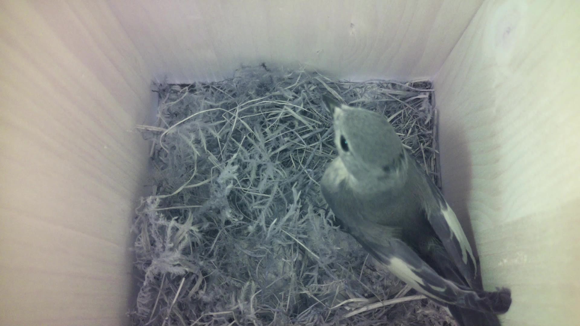 Aufnahme aus dem Vogelhaus