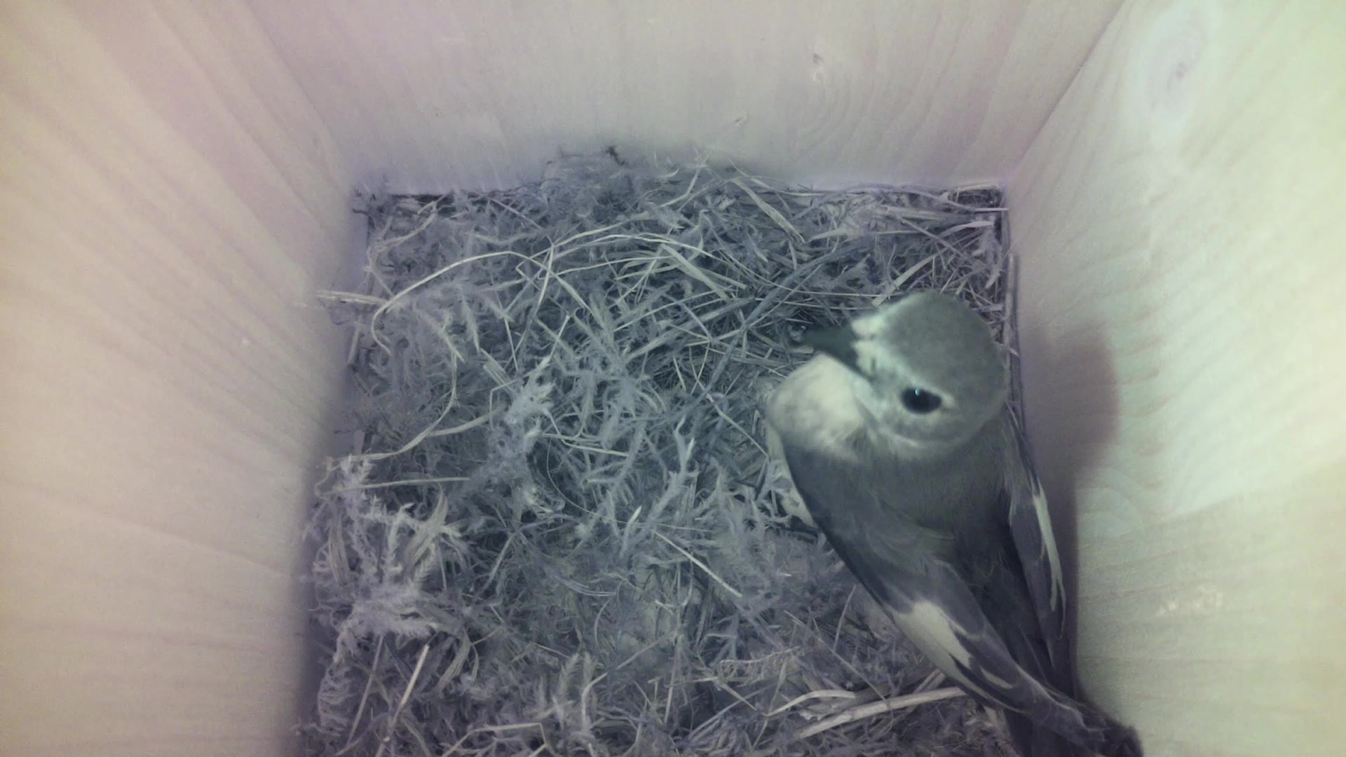 Aufnahme aus dem Vogelhaus