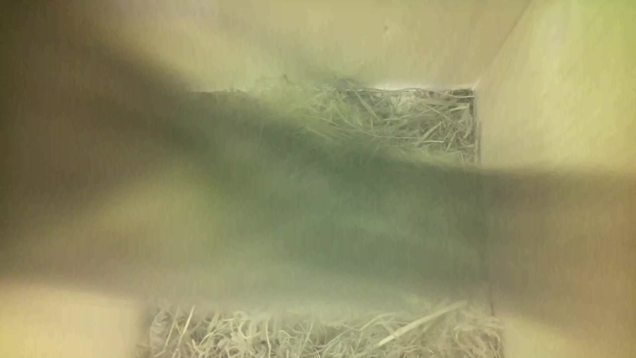 Aufnahme aus dem Vogelhaus