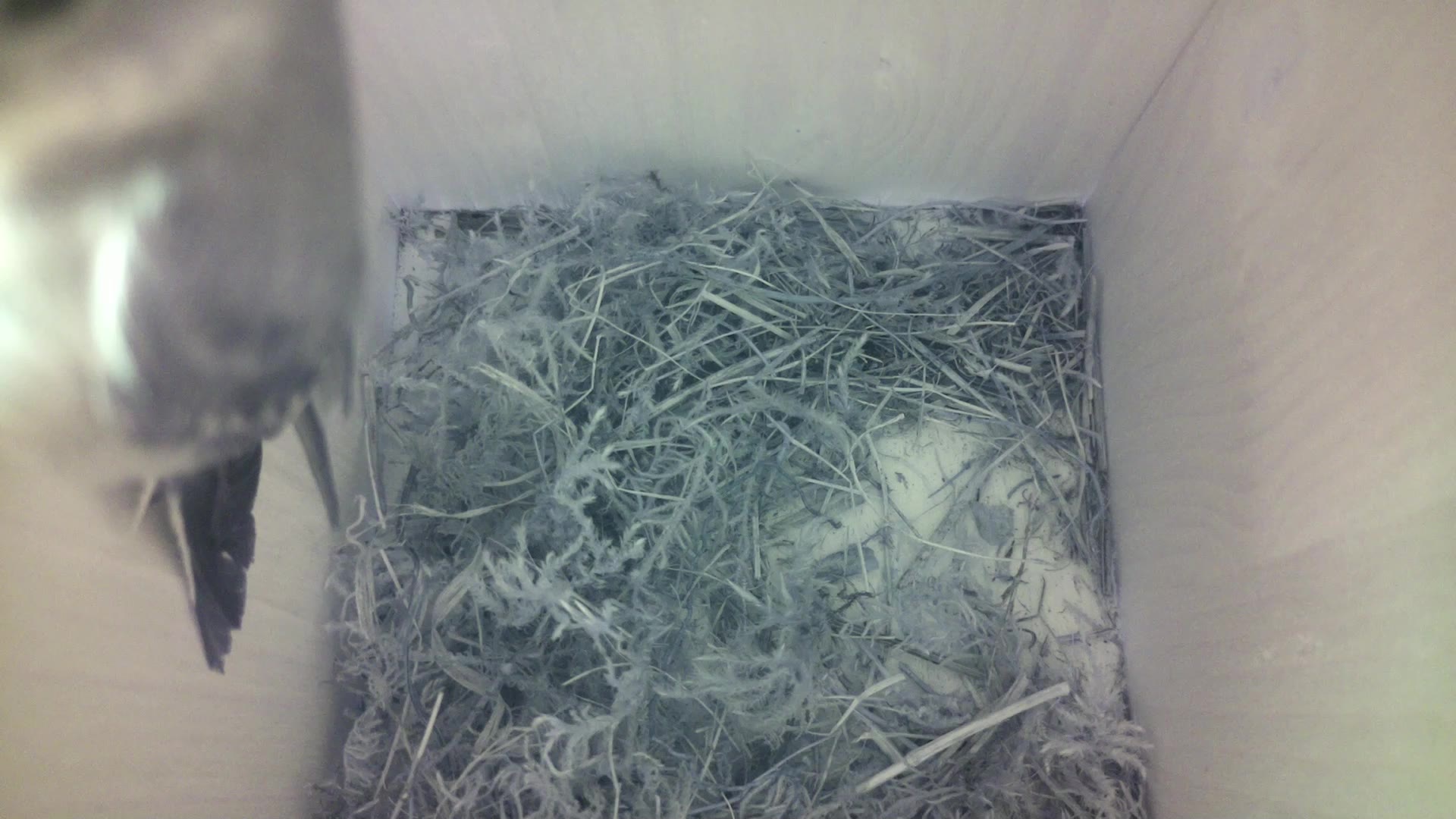 Aufnahme aus dem Vogelhaus