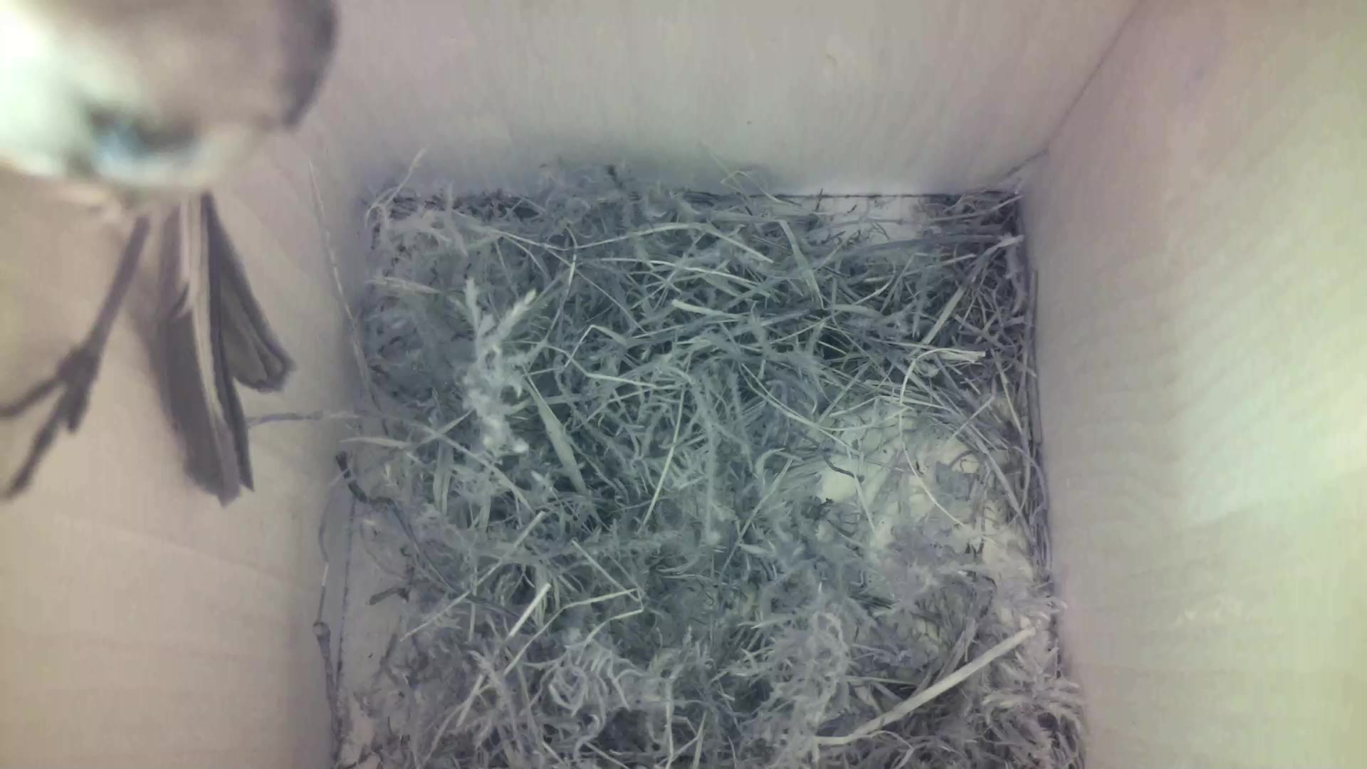 Aufnahme aus dem Vogelhaus