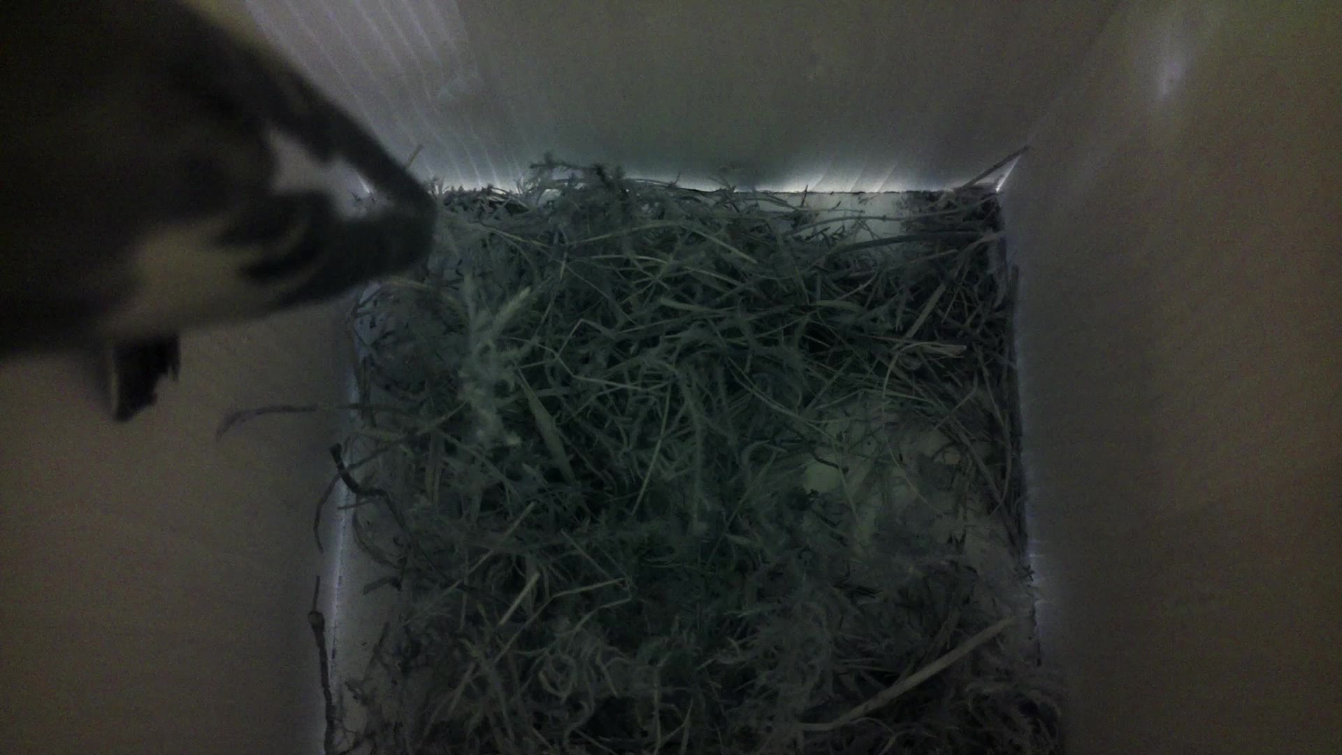 Aufnahme aus dem Vogelhaus