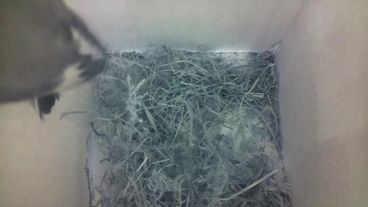 Aufnahme aus dem Vogelhaus