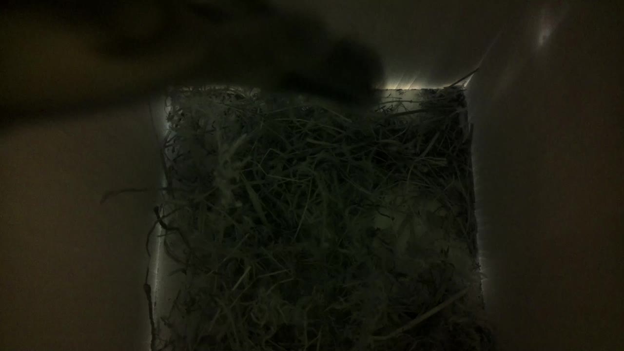 Aufnahme aus dem Vogelhaus