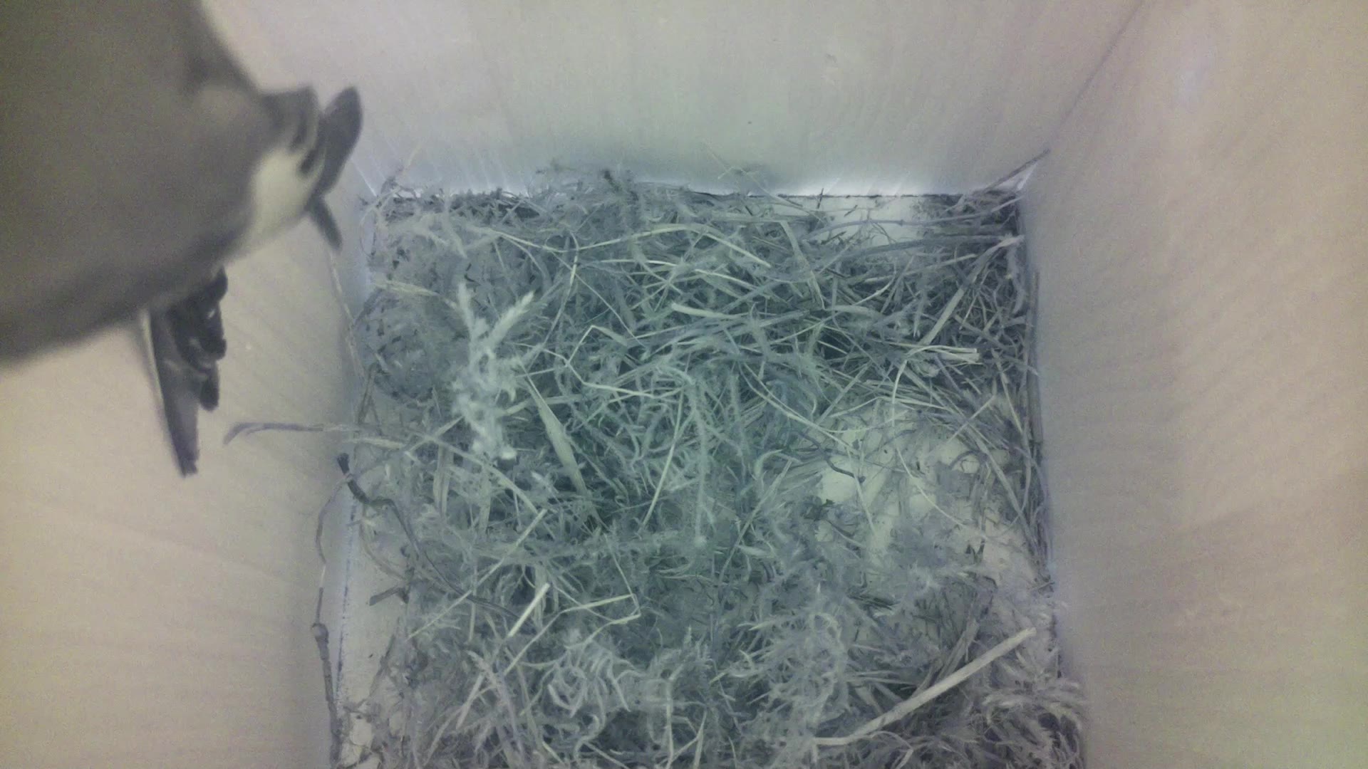 Aufnahme aus dem Vogelhaus
