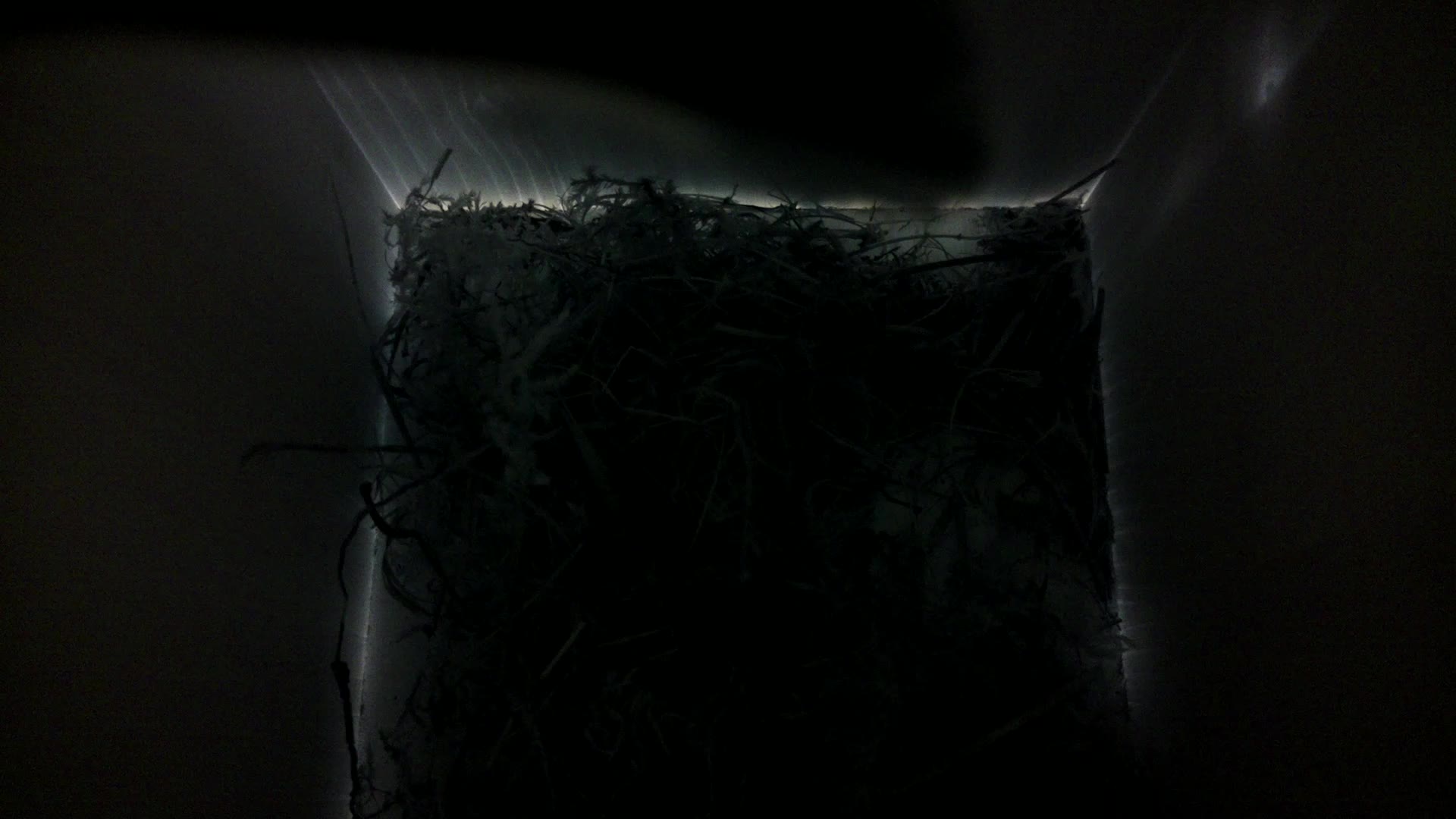 Aufnahme aus dem Vogelhaus