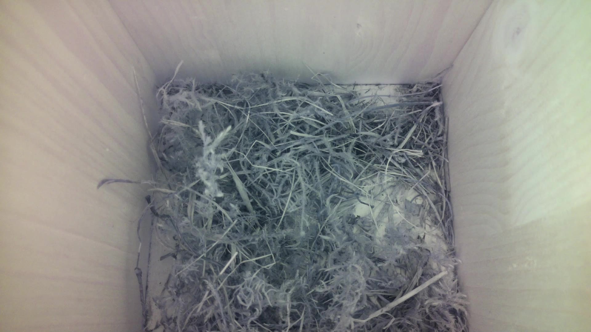 Aufnahme aus dem Vogelhaus