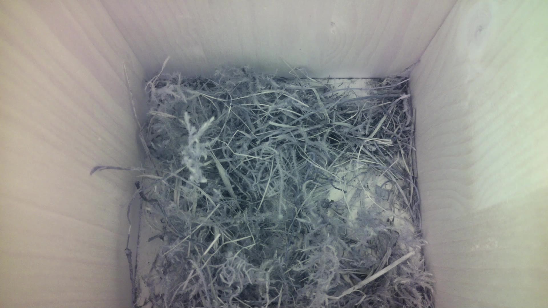 Aufnahme aus dem Vogelhaus