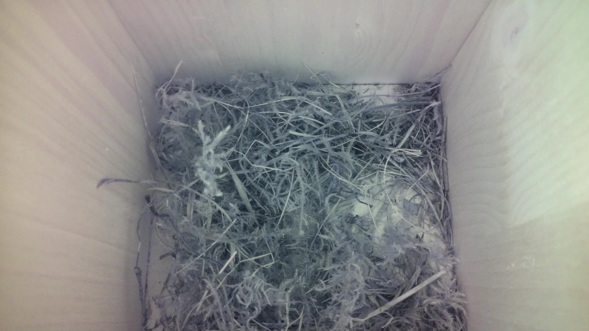 Aufnahme aus dem Vogelhaus
