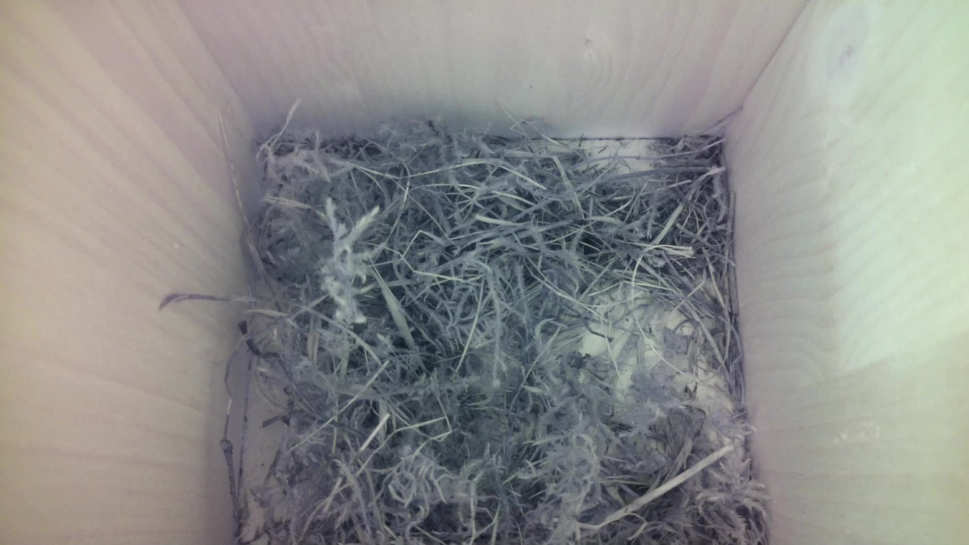 Aufnahme aus dem Vogelhaus