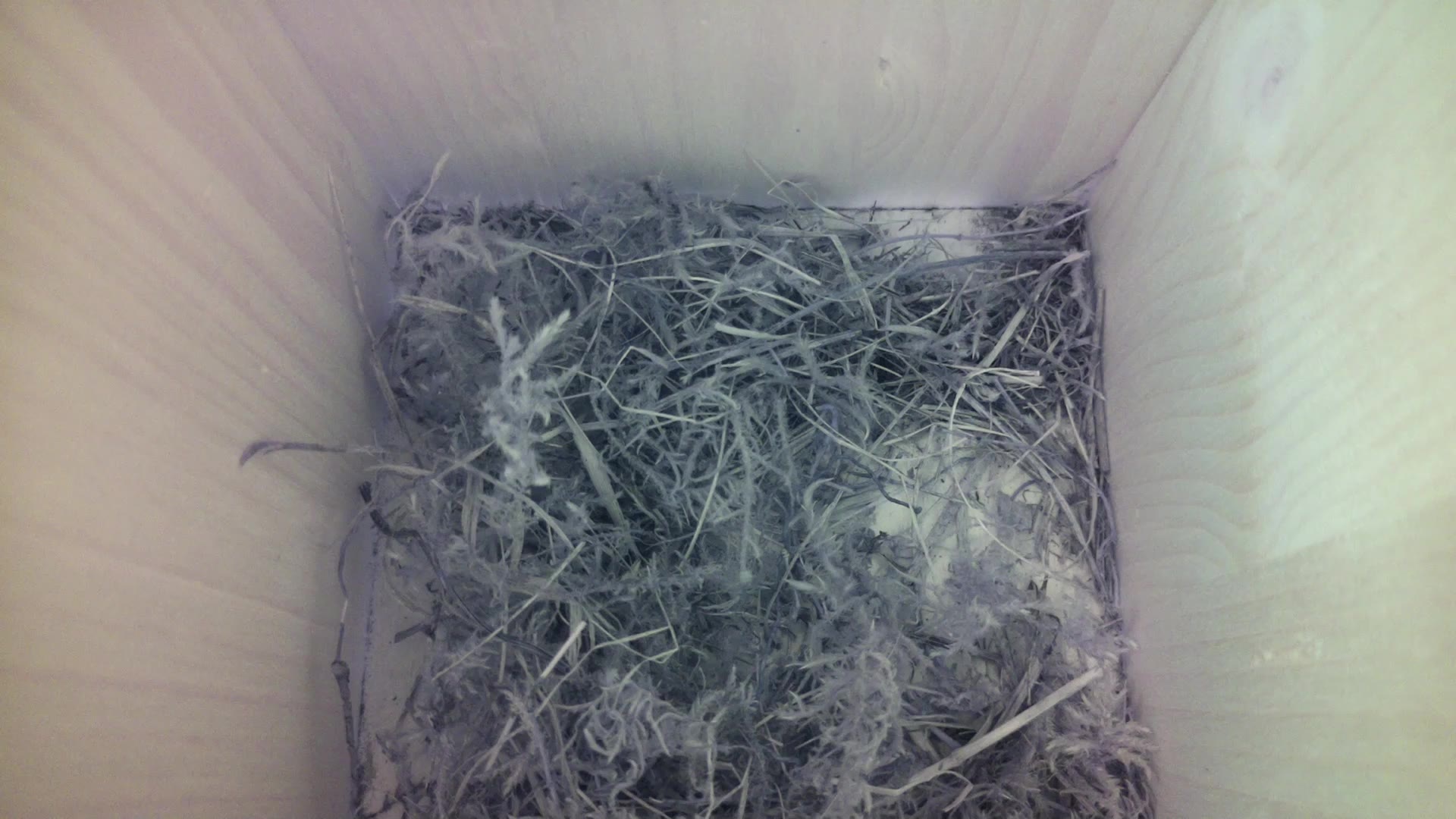 Aufnahme aus dem Vogelhaus