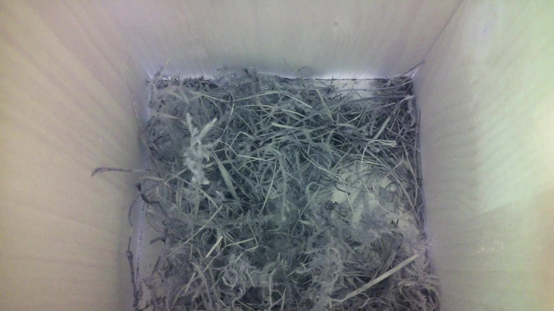 Aufnahme aus dem Vogelhaus
