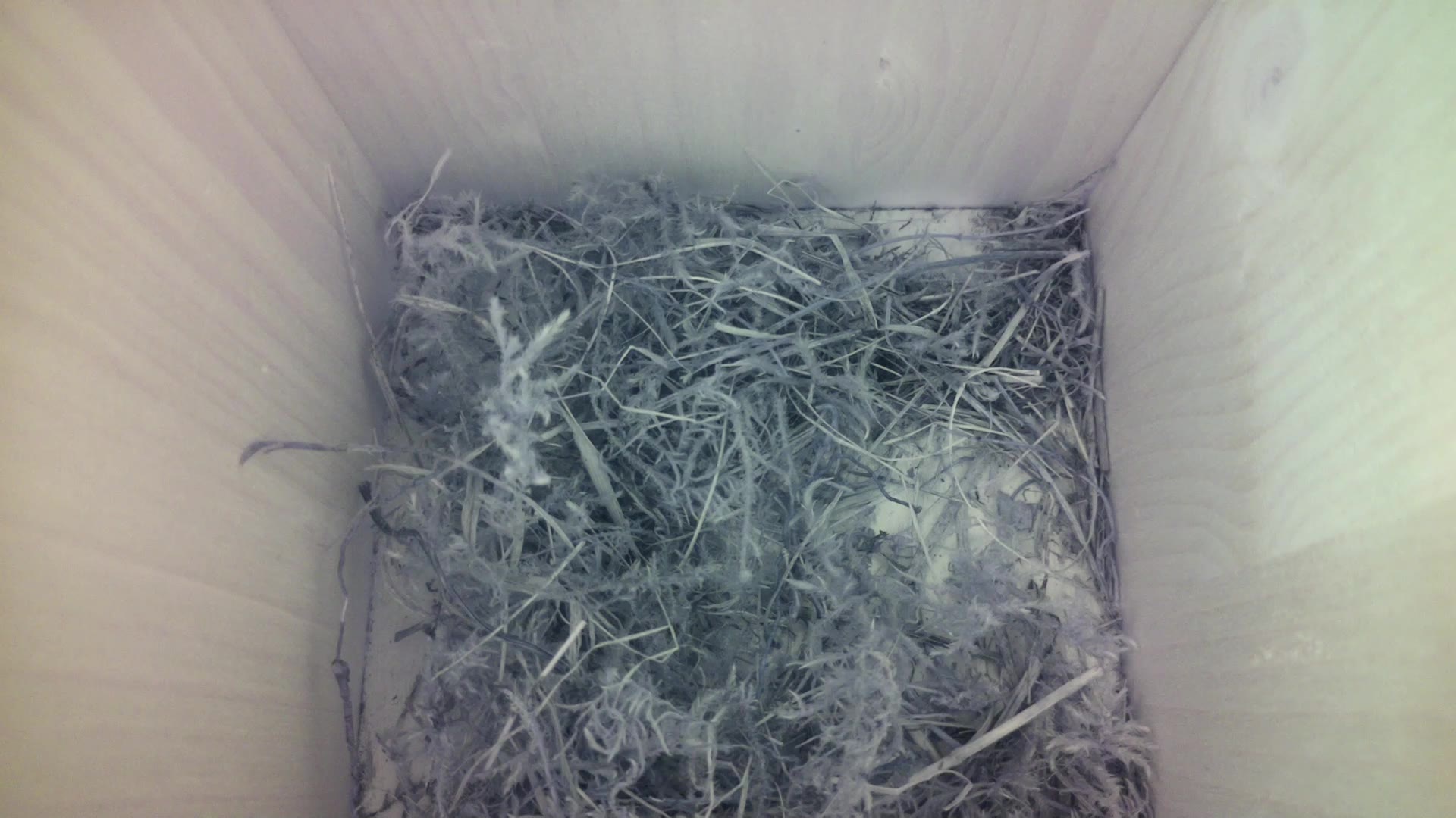 Aufnahme aus dem Vogelhaus