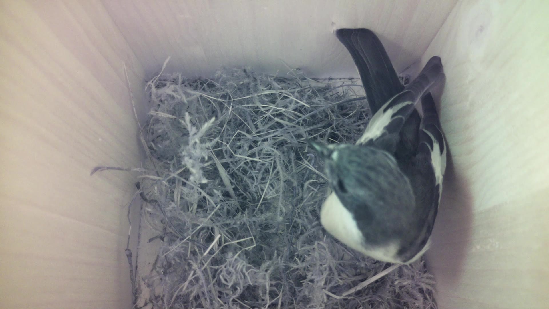 Aufnahme aus dem Vogelhaus