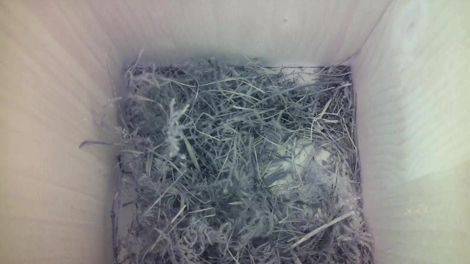 Aufnahme aus dem Vogelhaus