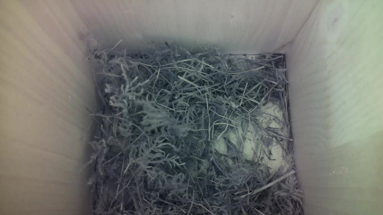 Aufnahme aus dem Vogelhaus