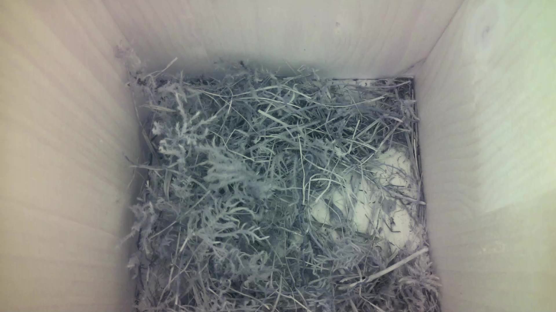 Aufnahme aus dem Vogelhaus