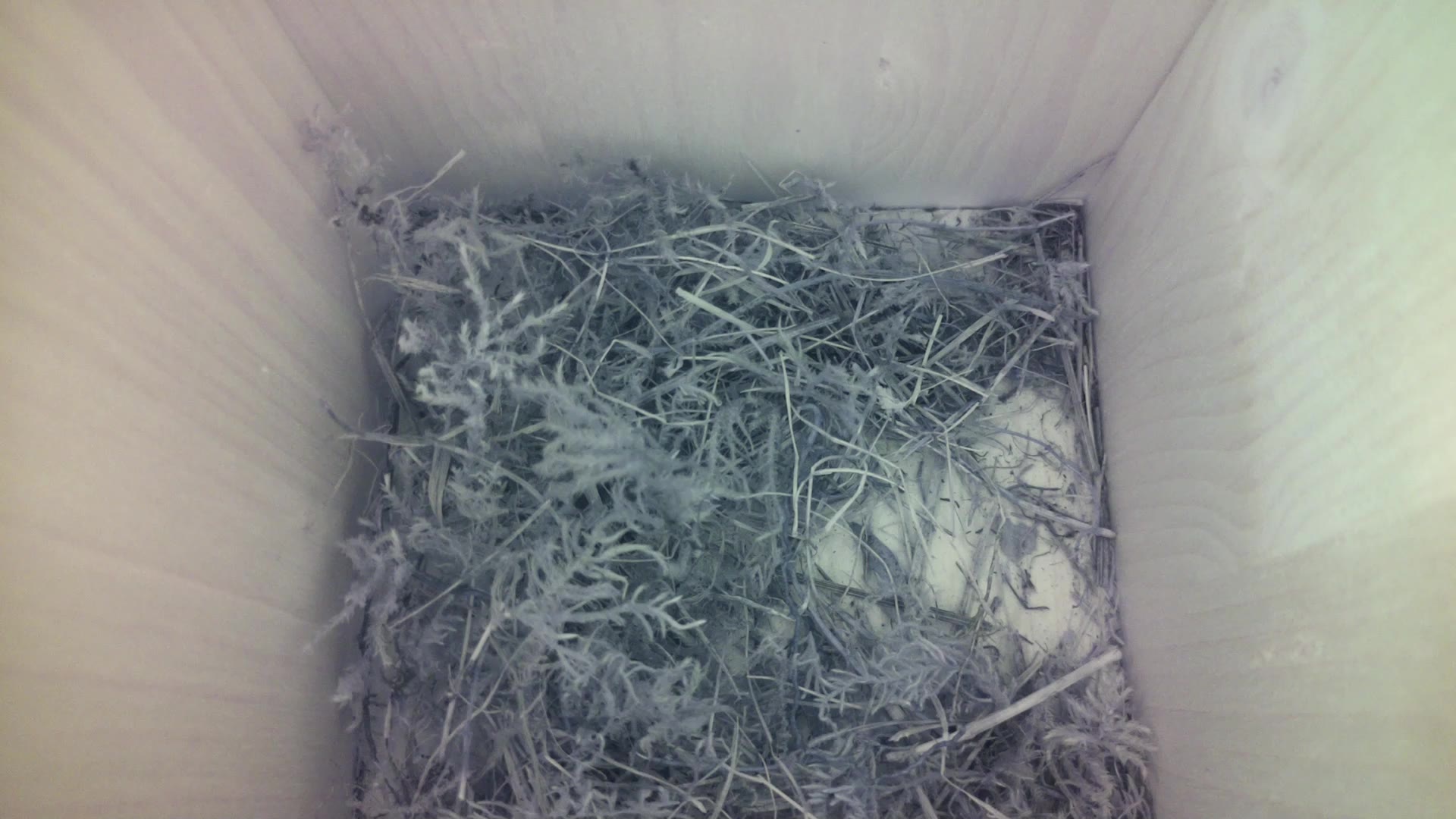 Aufnahme aus dem Vogelhaus