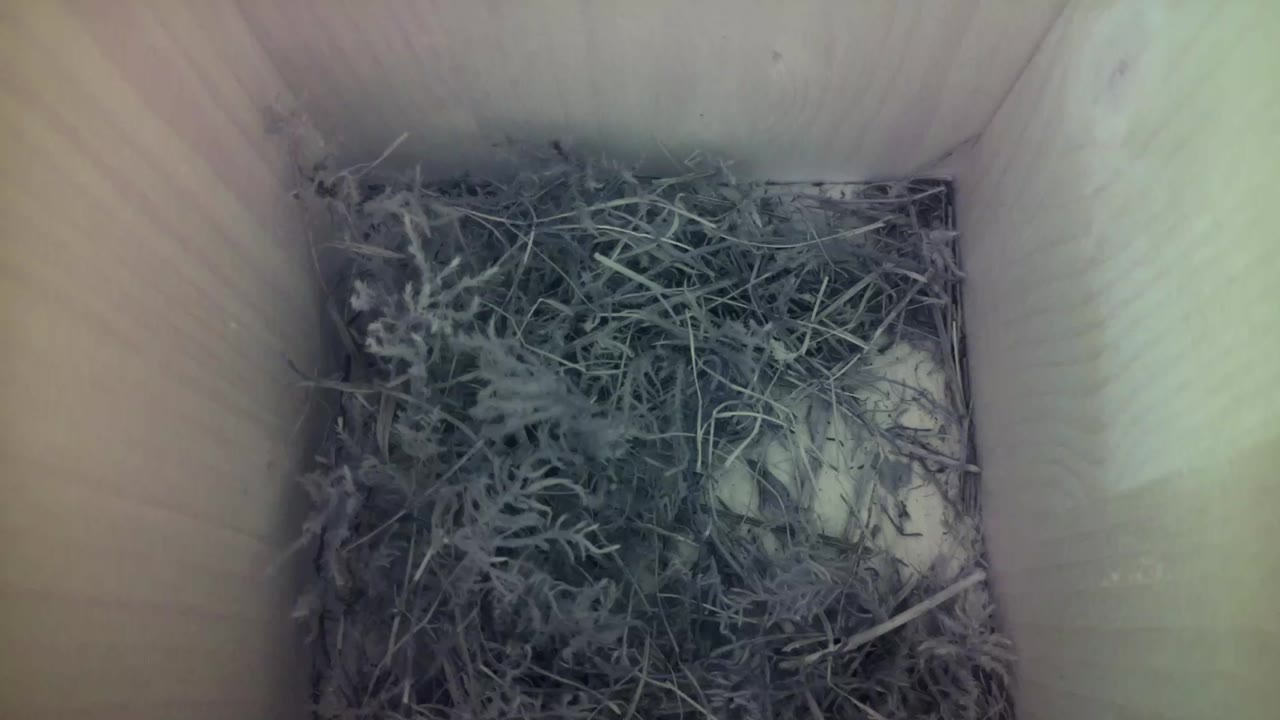 Aufnahme aus dem Vogelhaus