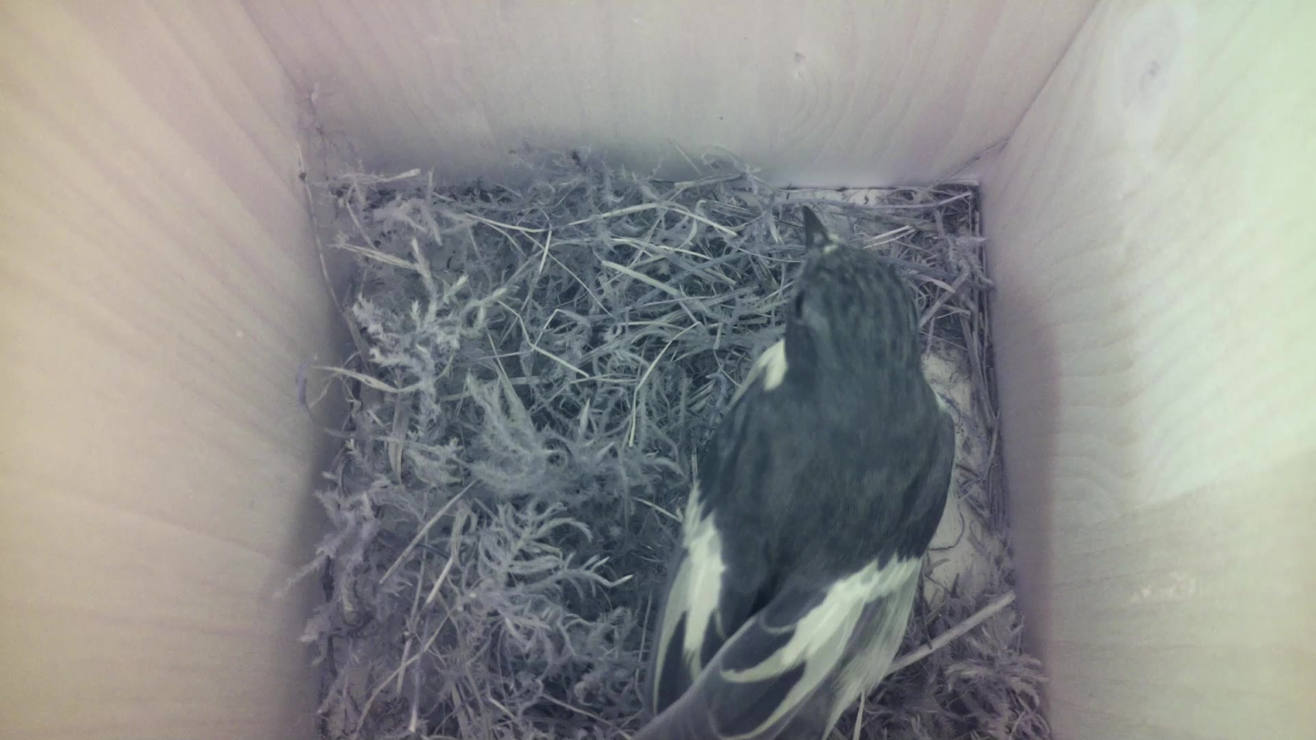 Aufnahme aus dem Vogelhaus