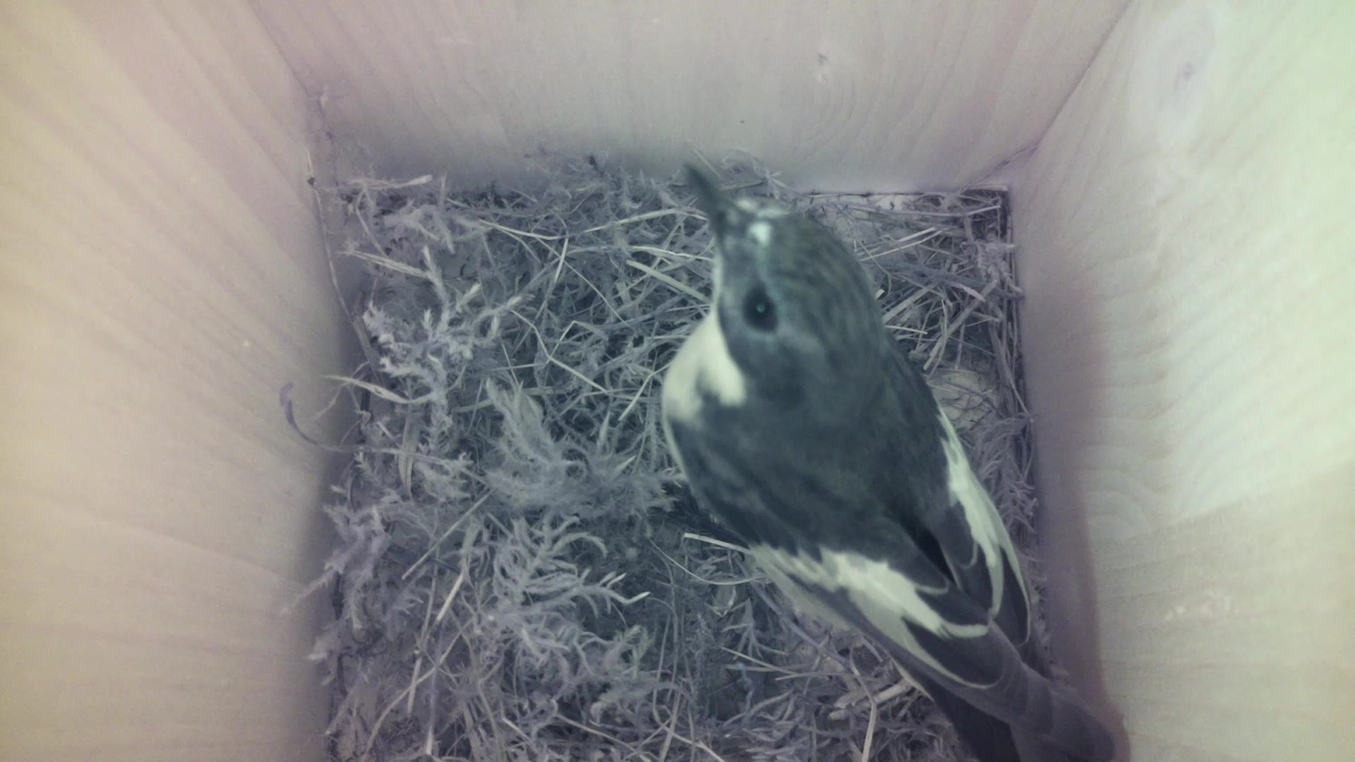 Aufnahme aus dem Vogelhaus