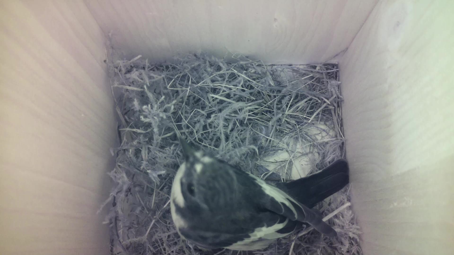 Aufnahme aus dem Vogelhaus