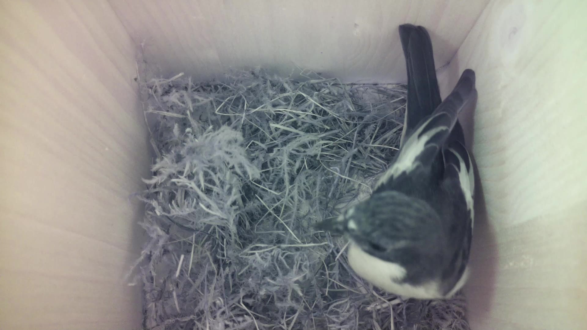 Aufnahme aus dem Vogelhaus