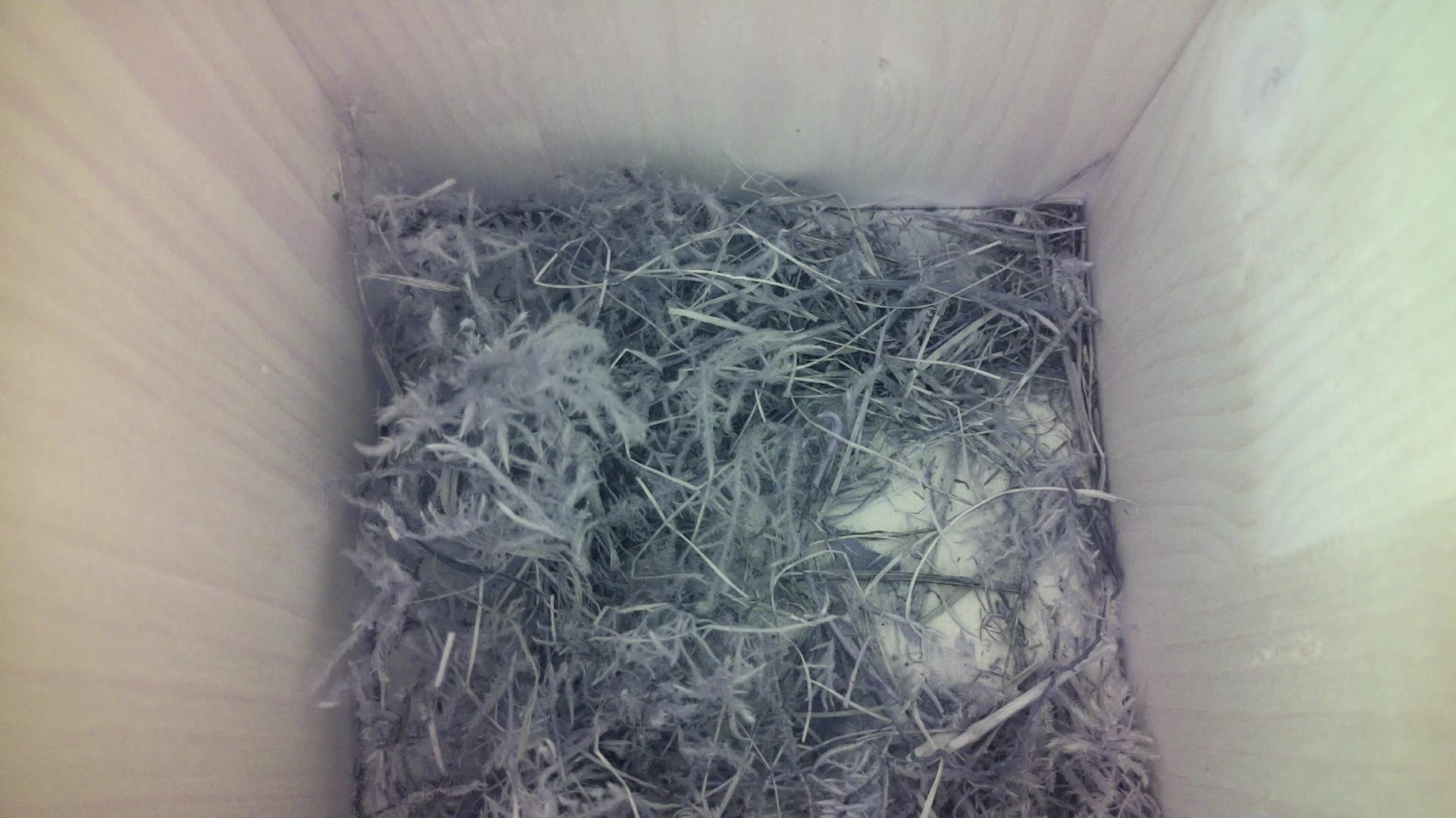 Aufnahme aus dem Vogelhaus