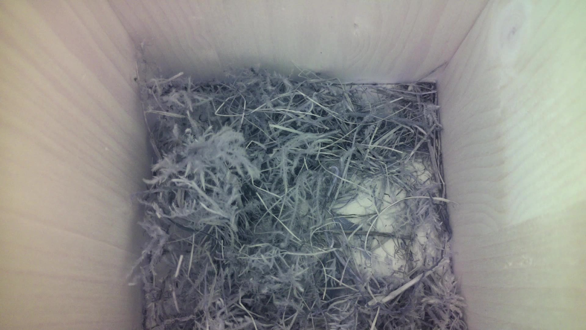 Aufnahme aus dem Vogelhaus