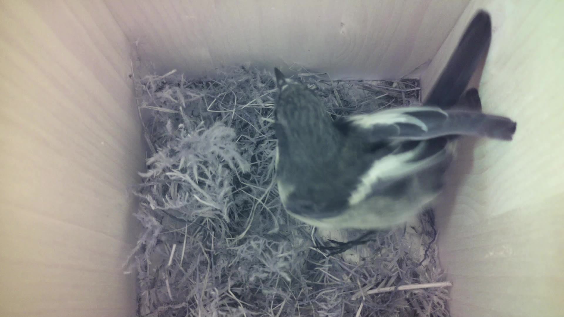 Aufnahme aus dem Vogelhaus