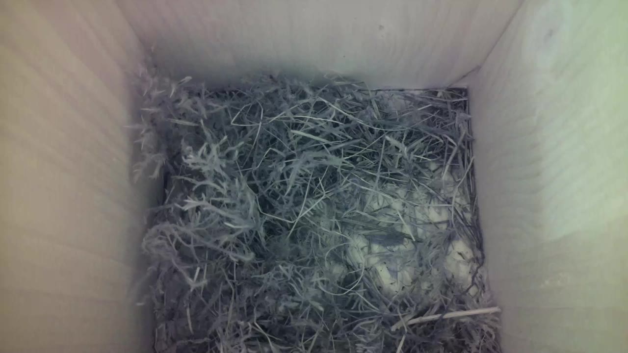Aufnahme aus dem Vogelhaus