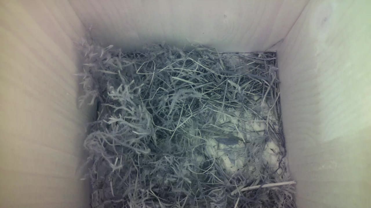 Aufnahme aus dem Vogelhaus