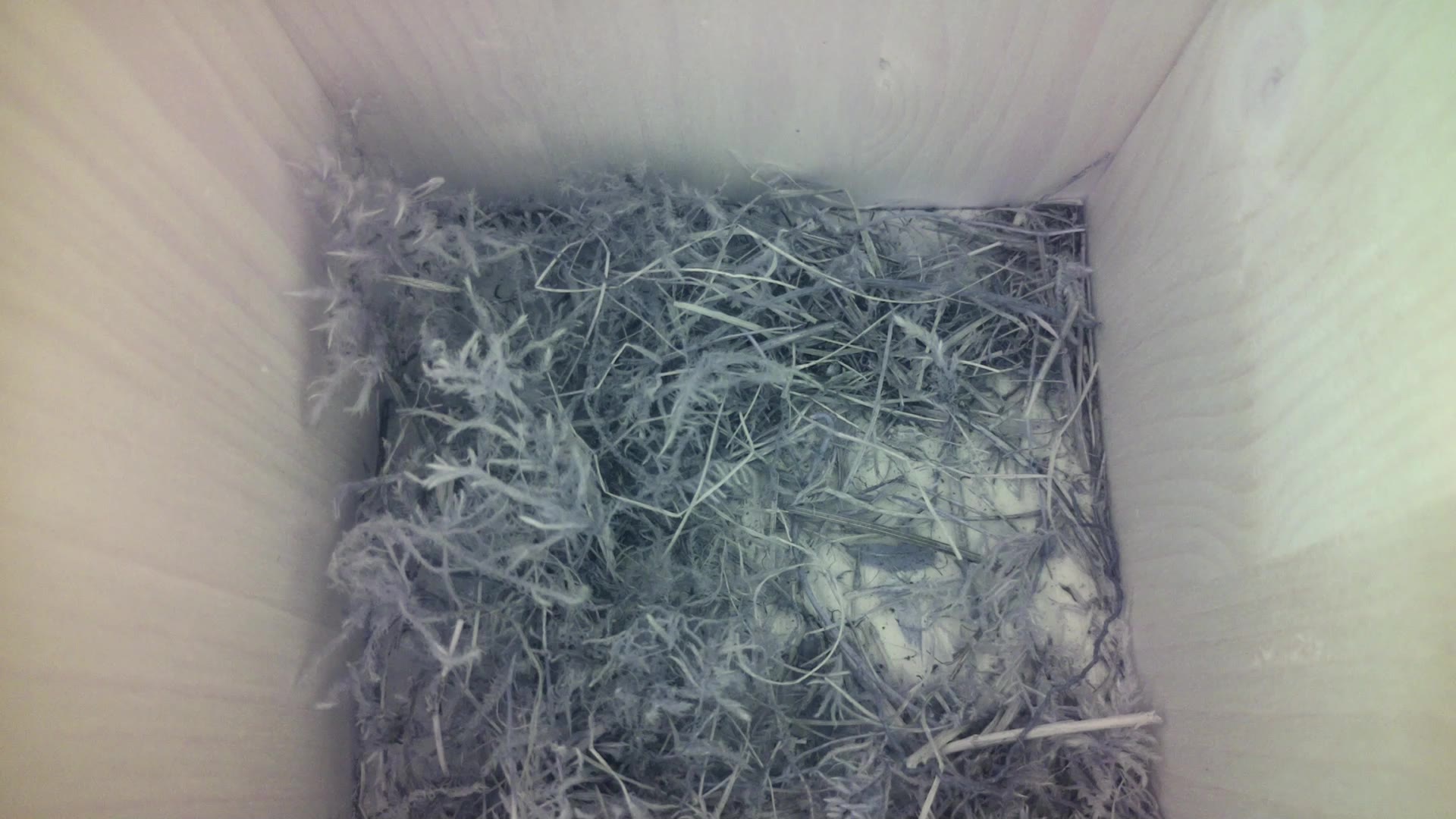 Aufnahme aus dem Vogelhaus