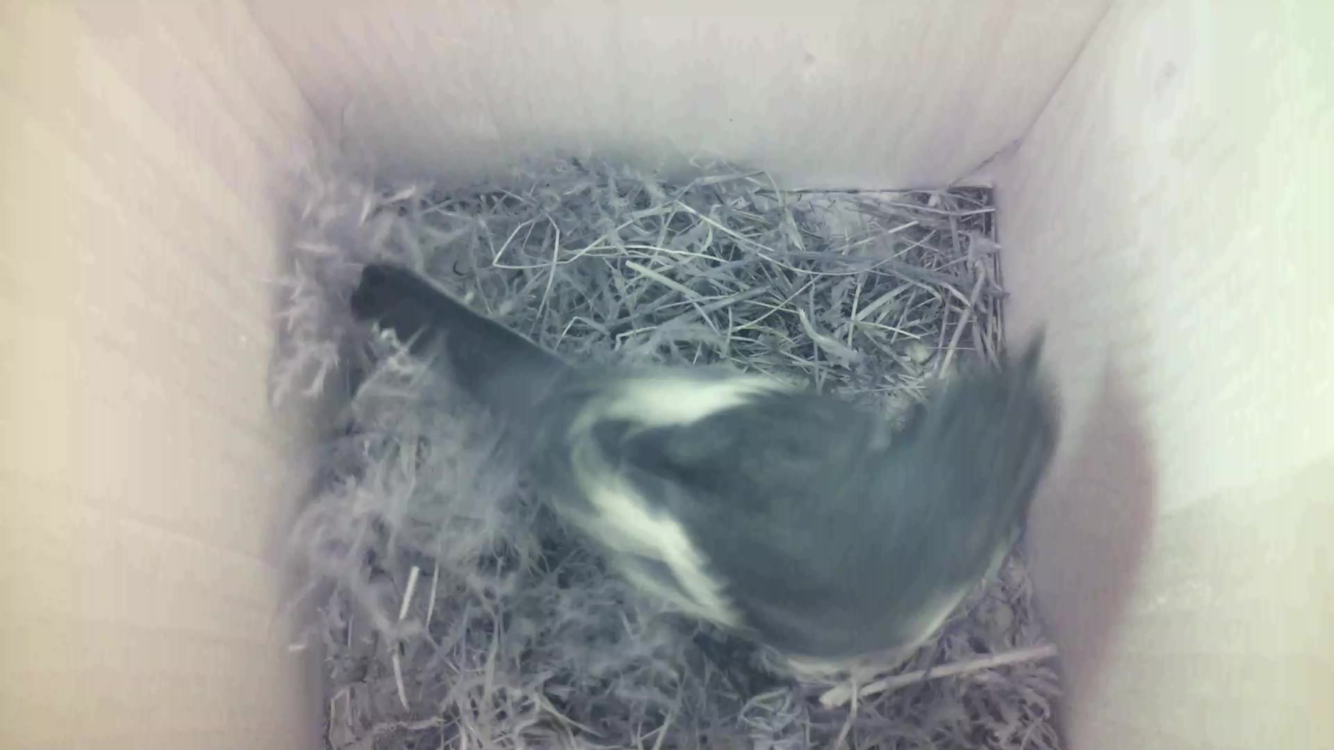 Aufnahme aus dem Vogelhaus