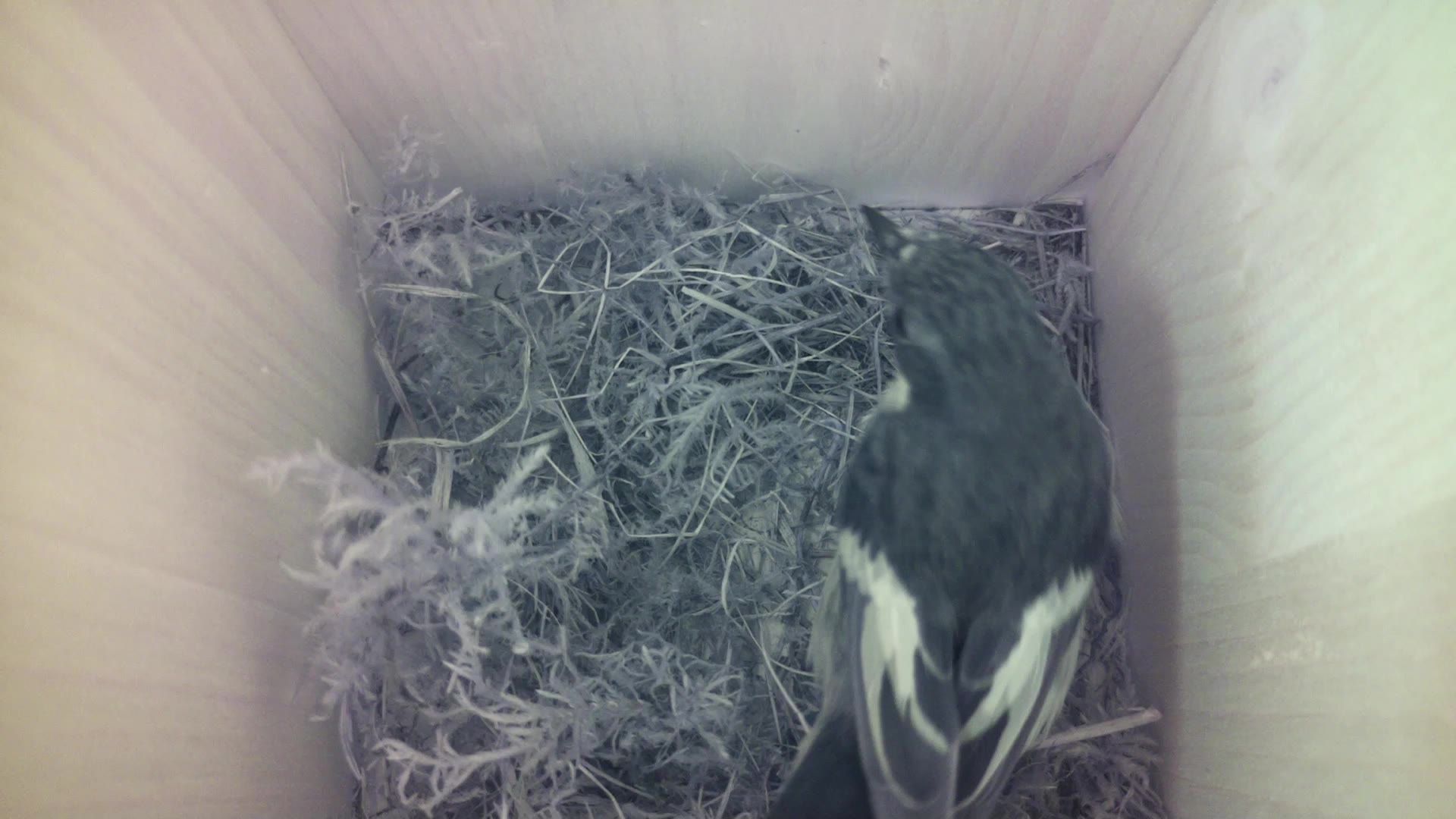 Aufnahme aus dem Vogelhaus