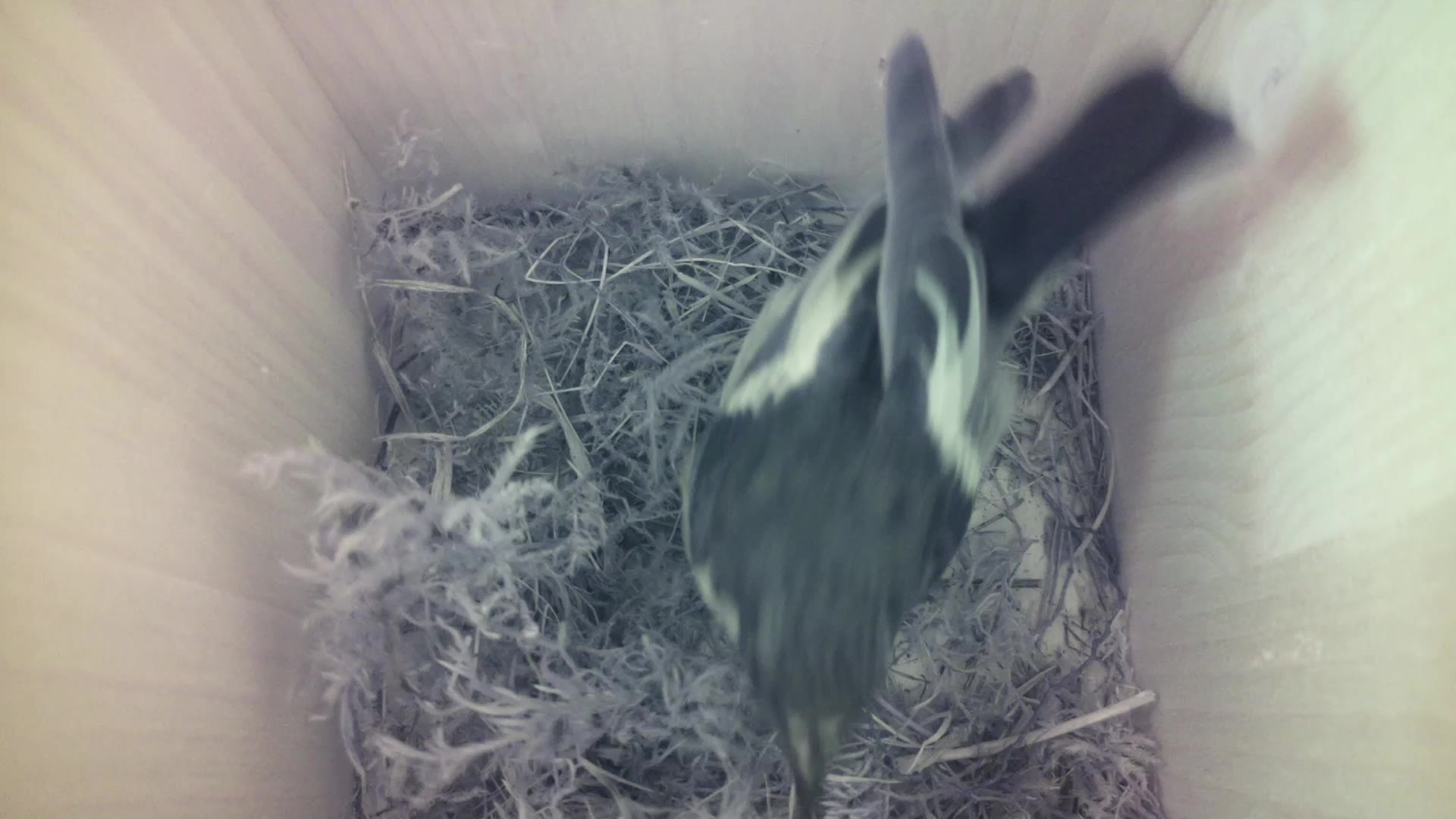 Aufnahme aus dem Vogelhaus