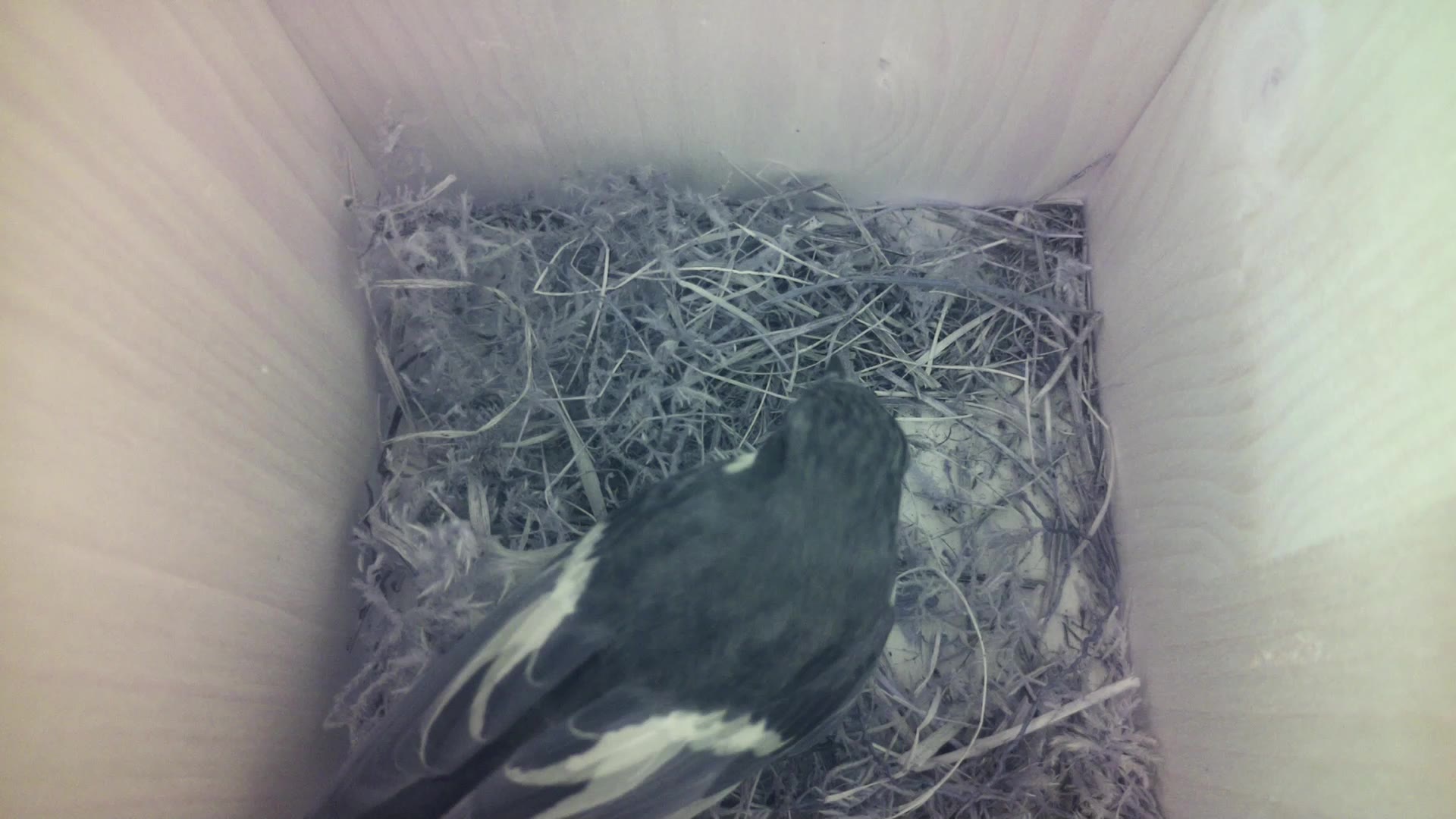 Aufnahme aus dem Vogelhaus