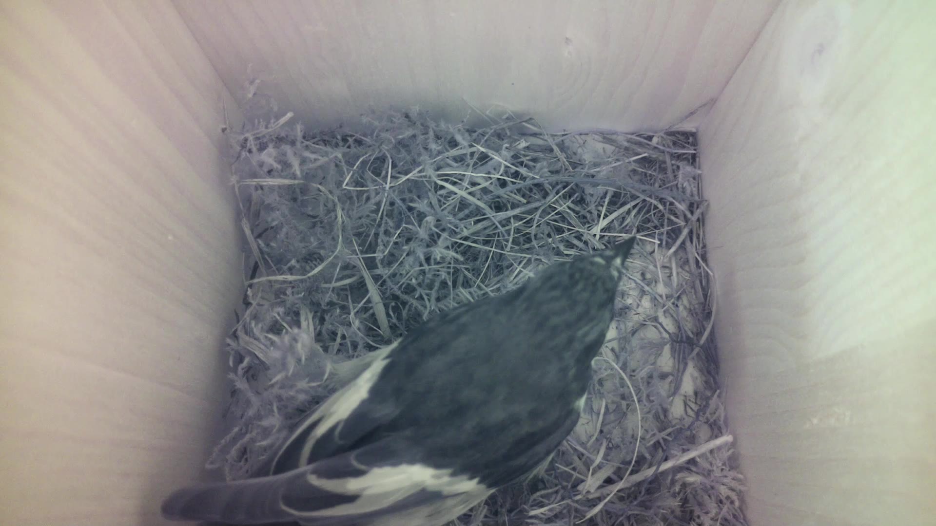 Aufnahme aus dem Vogelhaus
