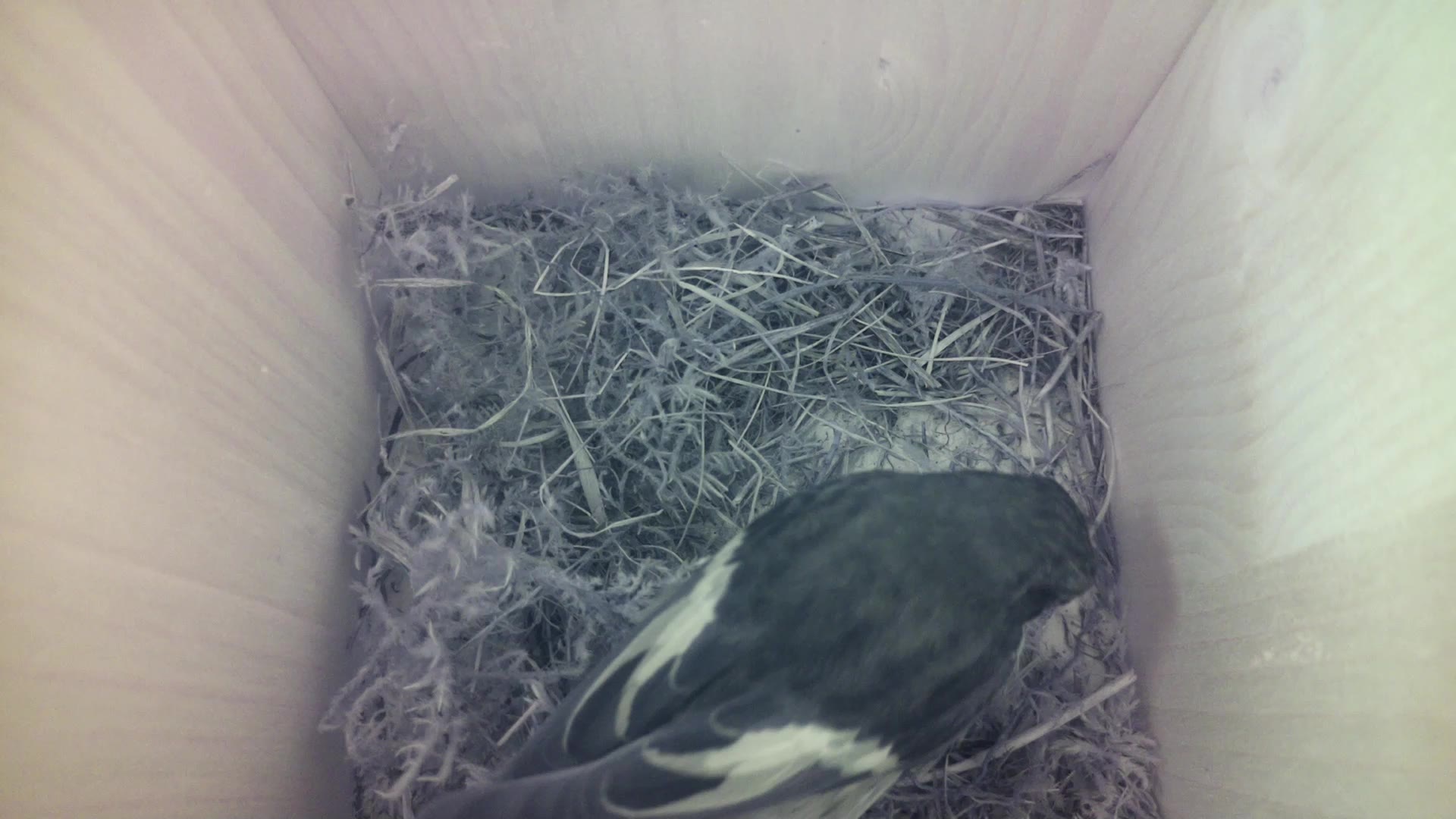 Aufnahme aus dem Vogelhaus