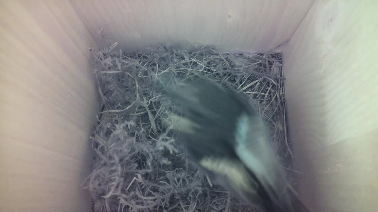 Aufnahme aus dem Vogelhaus