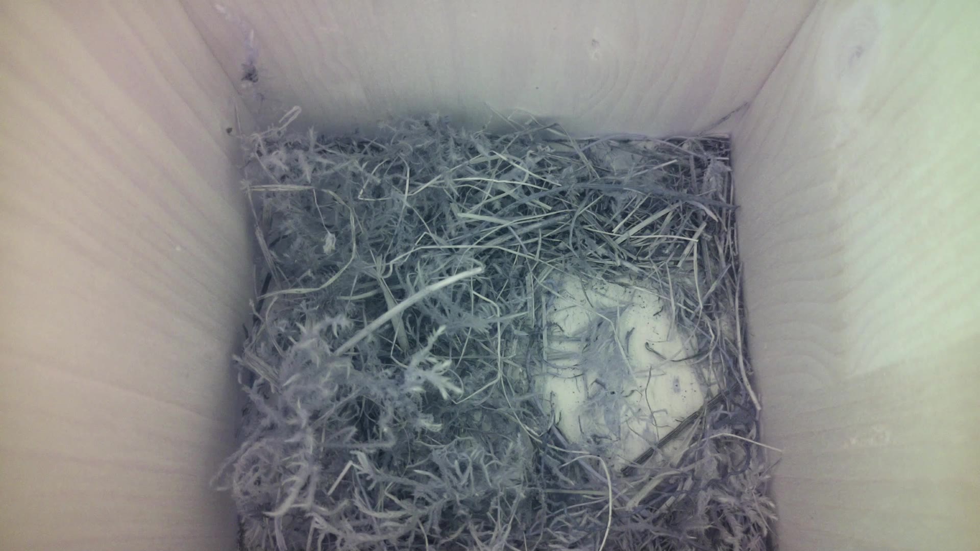 Aufnahme aus dem Vogelhaus