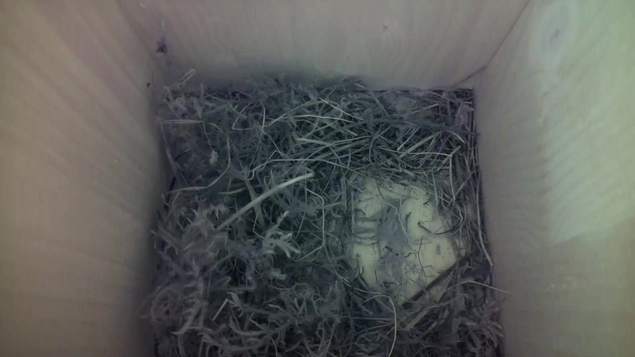 Aufnahme aus dem Vogelhaus
