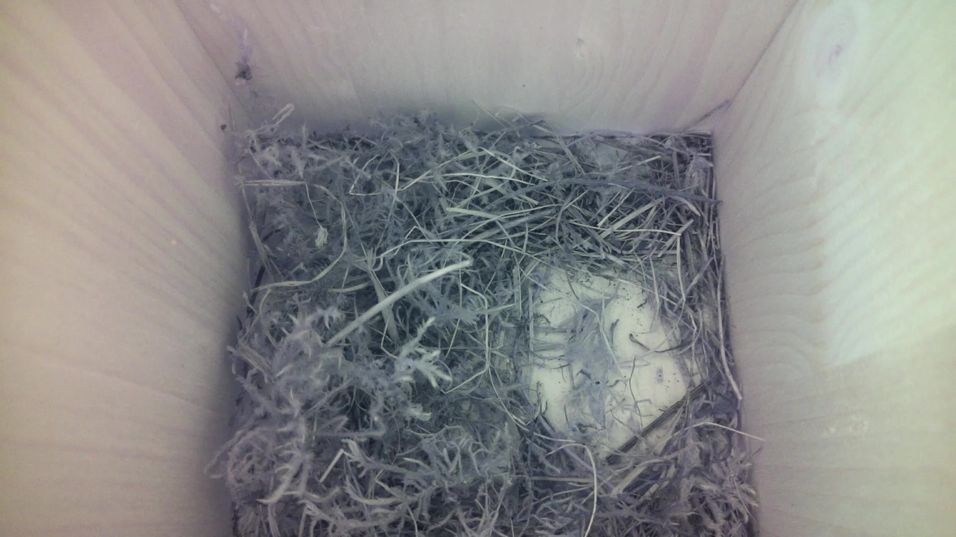 Aufnahme aus dem Vogelhaus