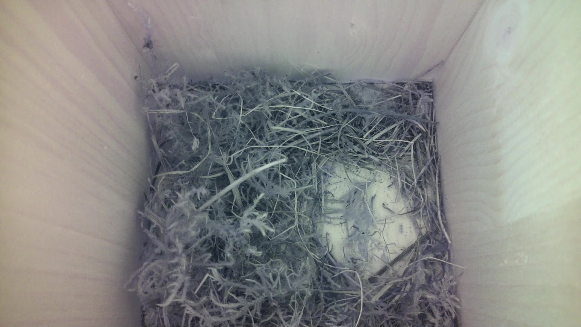 Aufnahme aus dem Vogelhaus