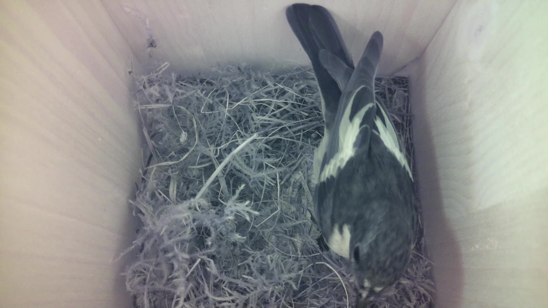 Aufnahme aus dem Vogelhaus