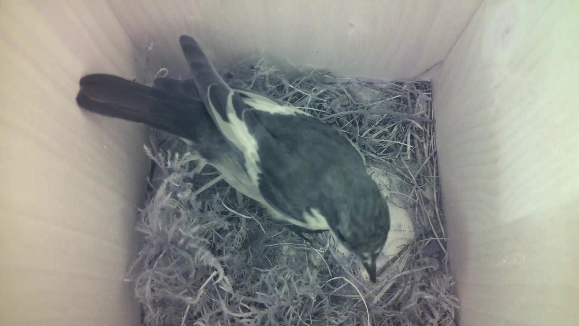 Aufnahme aus dem Vogelhaus