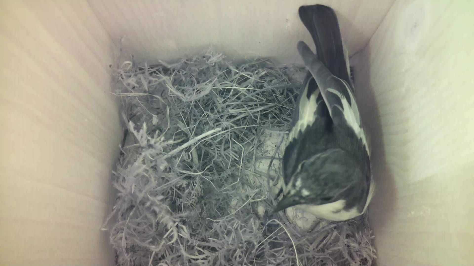 Aufnahme aus dem Vogelhaus