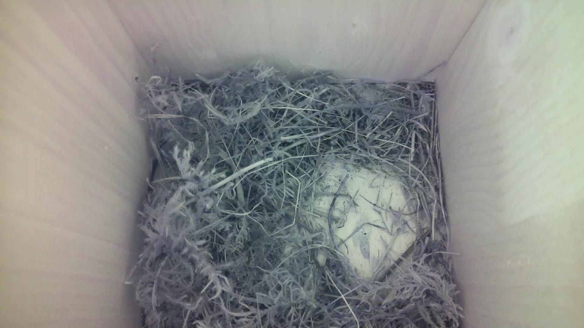 Aufnahme aus dem Vogelhaus