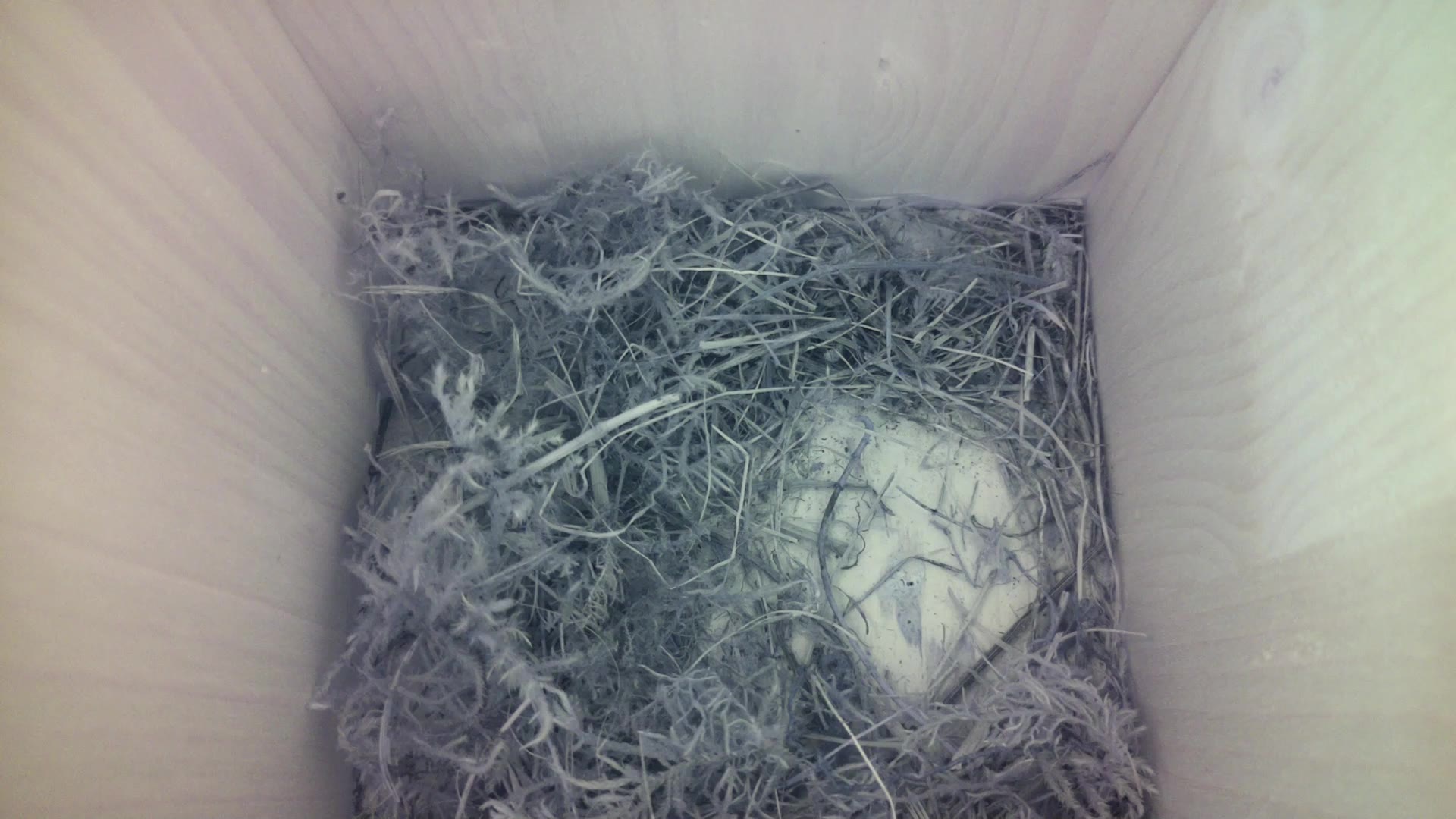 Aufnahme aus dem Vogelhaus