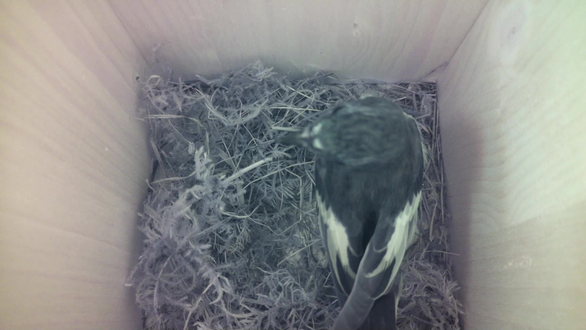 Aufnahme aus dem Vogelhaus